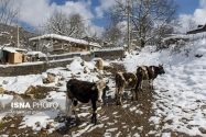 زمستان این روستای ییلاقی را از دست ندهید+ تصاویر